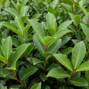 Dense cluster of vibrant green leaves with smooth surfaces and pointed tips, featuring red stems, creating a lush and healthy foliage appearance of Cherry Laurel Hedging | Prunus laurocerasus 'Rotundifolia'.