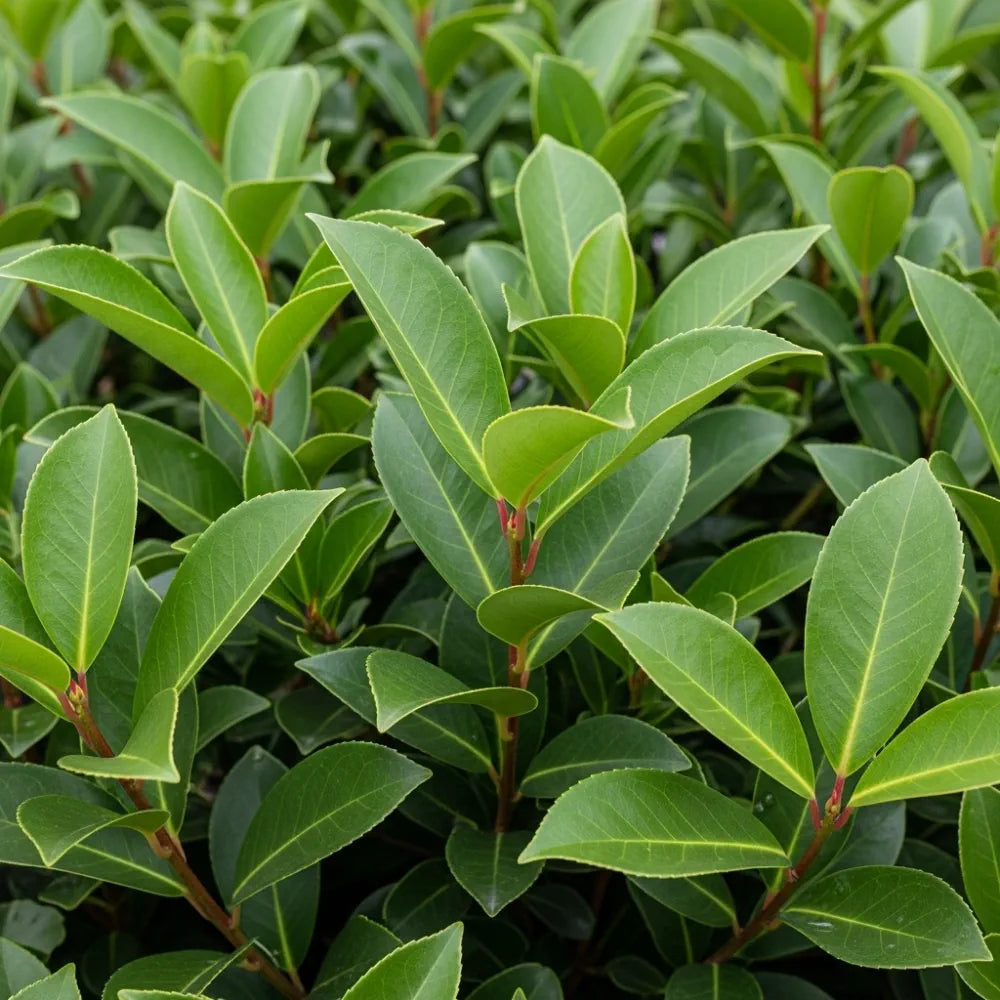 Dense cluster of vibrant green leaves with smooth surfaces and pointed tips, featuring red stems, creating a lush and healthy foliage appearance of Cherry Laurel Hedging | Prunus laurocerasus 'Rotundifolia'.