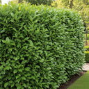 5 x 3ft Cherry Laurel Hedging | Prunus laurocerasus 'Rotundifolia' | 3L Pot
