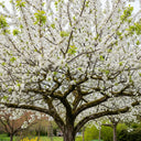 60cm Cherry Plum Hedging | Prunus cerasifera | Bare Root