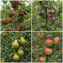 Classic British Orchard Collection | 4 Bare Root Trees | 5ft Apple, Cherry, Pear & Plum Trees