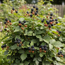 3ft 'Chester' Blackberry Plant | 3L Pot