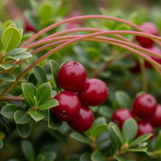 Vibrant red Chilean Guava berries clustered on a branch with glossy green leaves, surrounded by lush foliage, showcasing a natural garden setting.