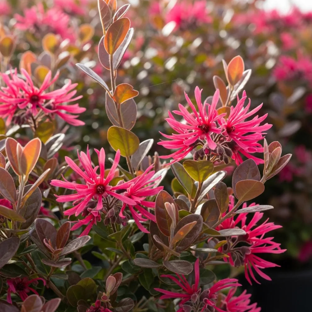 4ft Patio Loropetalum Tree | 5L Pot