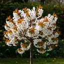 7ft Half-Standard 'Chocolate Ice' Cherry Blossom Tree | Mature Bare Root | 6/8cm Girth