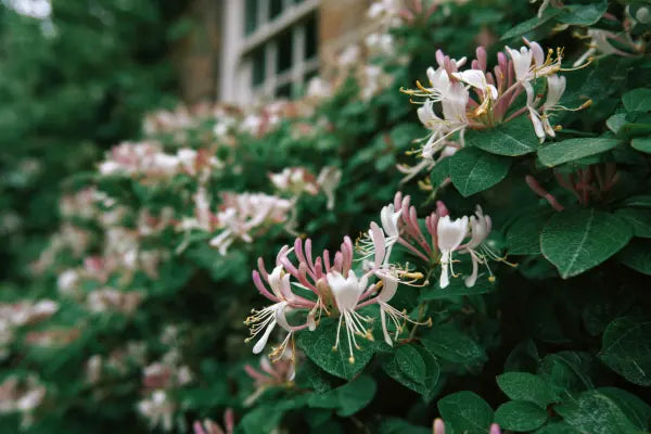 Climbing Plants