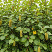 Vibrant green foliage of Common Alder Hedging (Alnus glutinosa) with elongated yellow catkins & small brown cones against a bright sky.