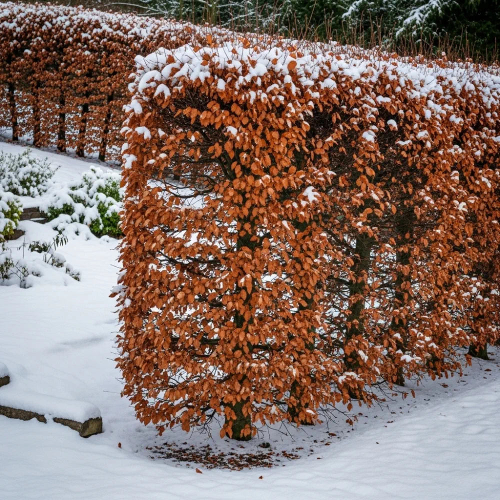 125-150cm Common Beech Hedging | Fagus sylvatica | Bare Root