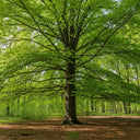150cm Common Beech Hedging | Fagus sylvatica | Bare Root