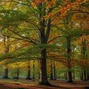 60cm Common Beech Hedging | Fagus sylvatica | Bare Root
