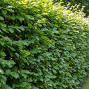 60cm Common Beech Hedging | Fagus sylvatica | Bare Root