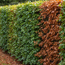 4ft Common Beech Tree | Fagus sylvatica | 3L Pot