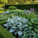 4 x 3ft Common Box Hedging | Buxus sempervirens | 3L Pot