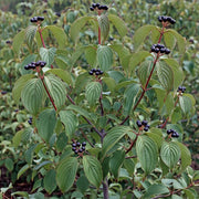Vibrant green leaves & dark blue berries on Cornus sanguinea (Dogwood Hedging), showcasing its lush foliage & fruit in a natural setting.