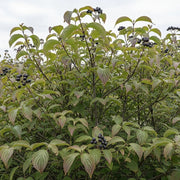 Dense Dogwood Hedging (Cornus sanguinea) with green leaves and clusters of small, dark berries against a cloudy sky, showcasing vibrant foliage and natural growth.