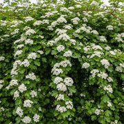 100-125cm Common Hawthorn Hedging | Crataegus monogyna | Bare Root