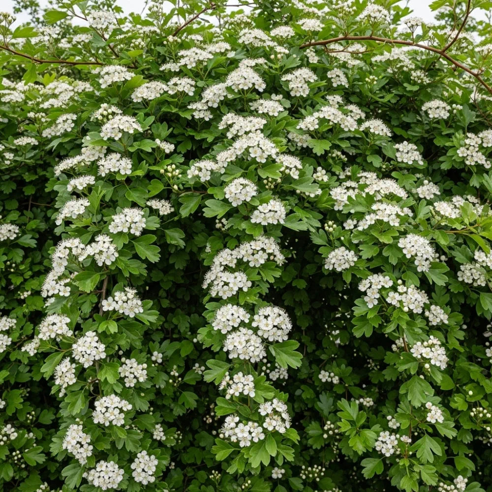 45-60cm Common Hawthorn Hedging | Crataegus monogyna | Bare Root