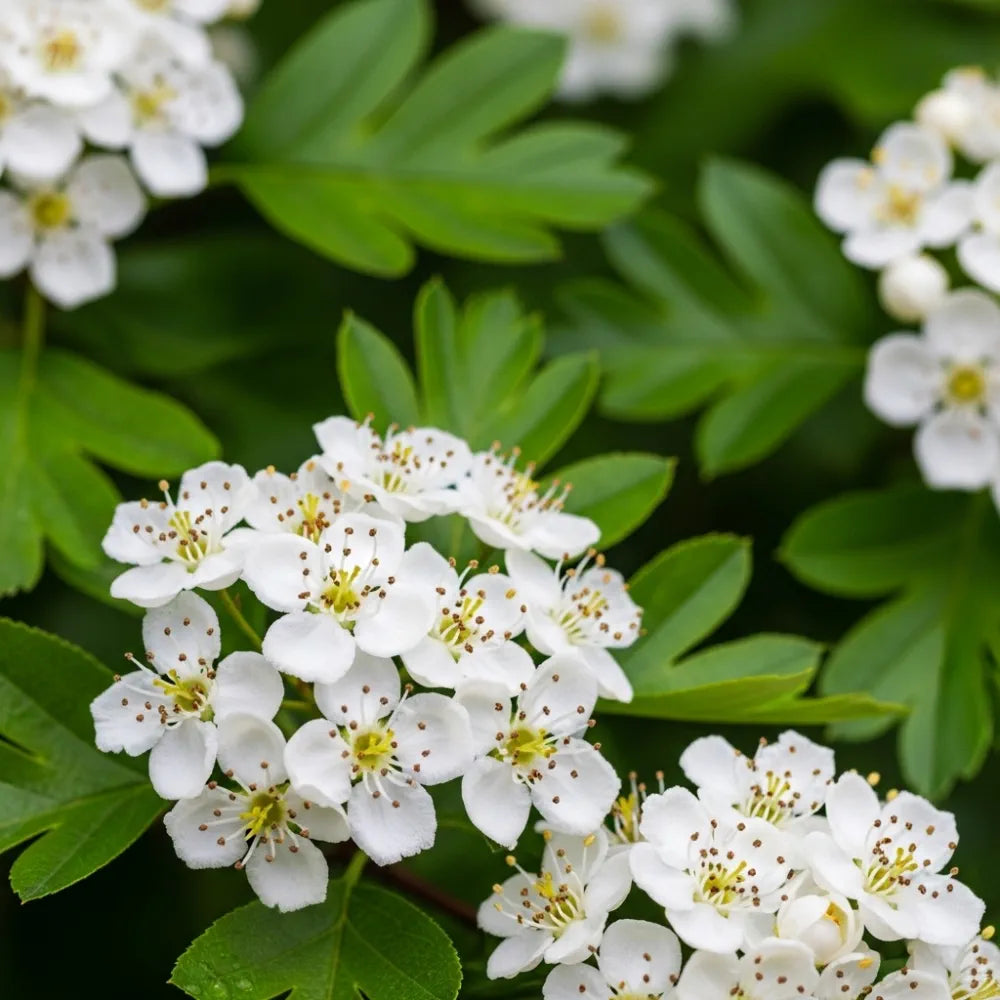 60-90cm Common Hawthorn Hedging | Crataegus monogyna | Bare Root