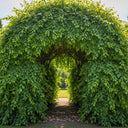 90cm Common Hornbeam Hedging | Carpinus betulus | Bare Root