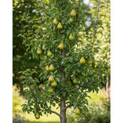 5ft 'Concorde' Pear Tree | 9L Pot | 2 Years Old