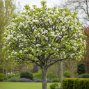 8ft Standard 'Conference' Pear Tree | 8/10cm Girth | Grown in 40L Airpot