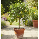 8ft Half-Standard 'Conference' Mature Pear Tree | 6/8cm Girth | Grown in 20L Airpot