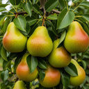 5ft 'Conference' Pear Tree | 7.5L Pot | 2 Years Old