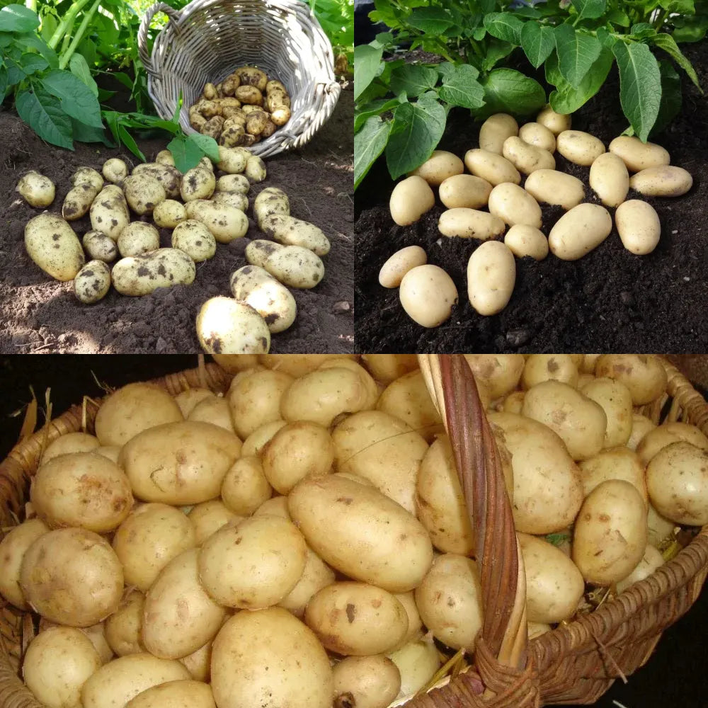 Container Size Potatoes Container Growing Seed Potato Pack – Woven Wood