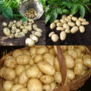 Container Growing Seed Potato Pack