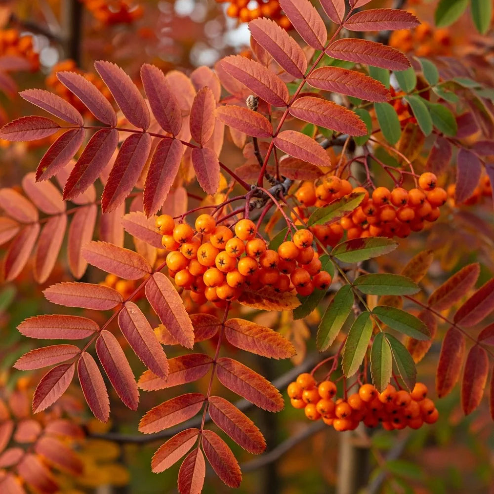Copper Kettle' Rowan Tree | Sorbus | 2 Year Old Tree in a 9L Pot