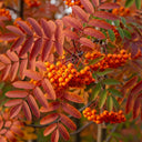 Copper Kettle' Rowan Tree | Sorbus | 2 Year Old Tree in a 7.5L Pot