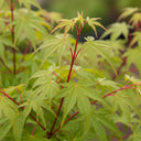 1ft Coral Bark Japanese Maple Tree | Acer palmatum 'Sangokaku' | 3L Pot