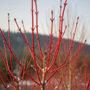 1ft Coral Bark Japanese Maple Tree | Acer palmatum 'Sangokaku' | 3L Pot