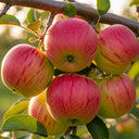 Cordon 'Cox's Orange Pippin' Apple Tree | 5ft | Bare Root