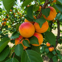 Cordon 'Flavourcot' Apricot Tree | 5ft | Bare Root