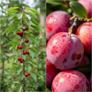Cordon Cherry and Plum Trees | Perfect Partners | 2 x Bare Root Trees