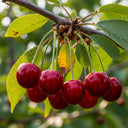 Cordon 'Stella' Cherry Tree | 5ft | Bare Root