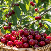 Cordon 'Stella' Cherry Tree | 5ft | Bare Root