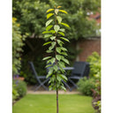 Cordon 'Morello' Cherry Tree | 5ft | Bare Root