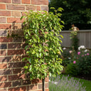 Cordon 'Concorde' Pear Tree | 5ft | Bare Root