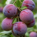 Cordon 'Opal' Plum Tree | 5ft | Bare Root