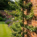 Cordon 'Victoria' Plum Tree | 7.5L Pot