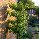 Cordon 'Victoria' Plum Tree | 5ft | Bare Root