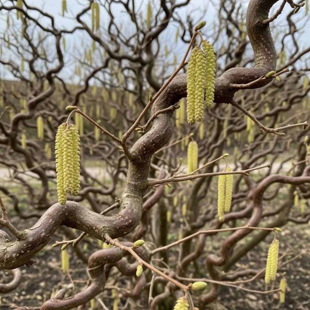 3ft Corkscrew Hazel | Corylus avellana 'Contorta' | 2 Years Old | 9L Pot