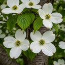 White Flowering Dogwood Tree (Cornus 'Eddie's White Wonder') with four-petaled flowers, green centers, vibrant leaves, and textured bark.