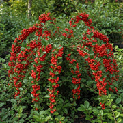 2 2ft Cotoneaster 'Coral Beauty' Trees