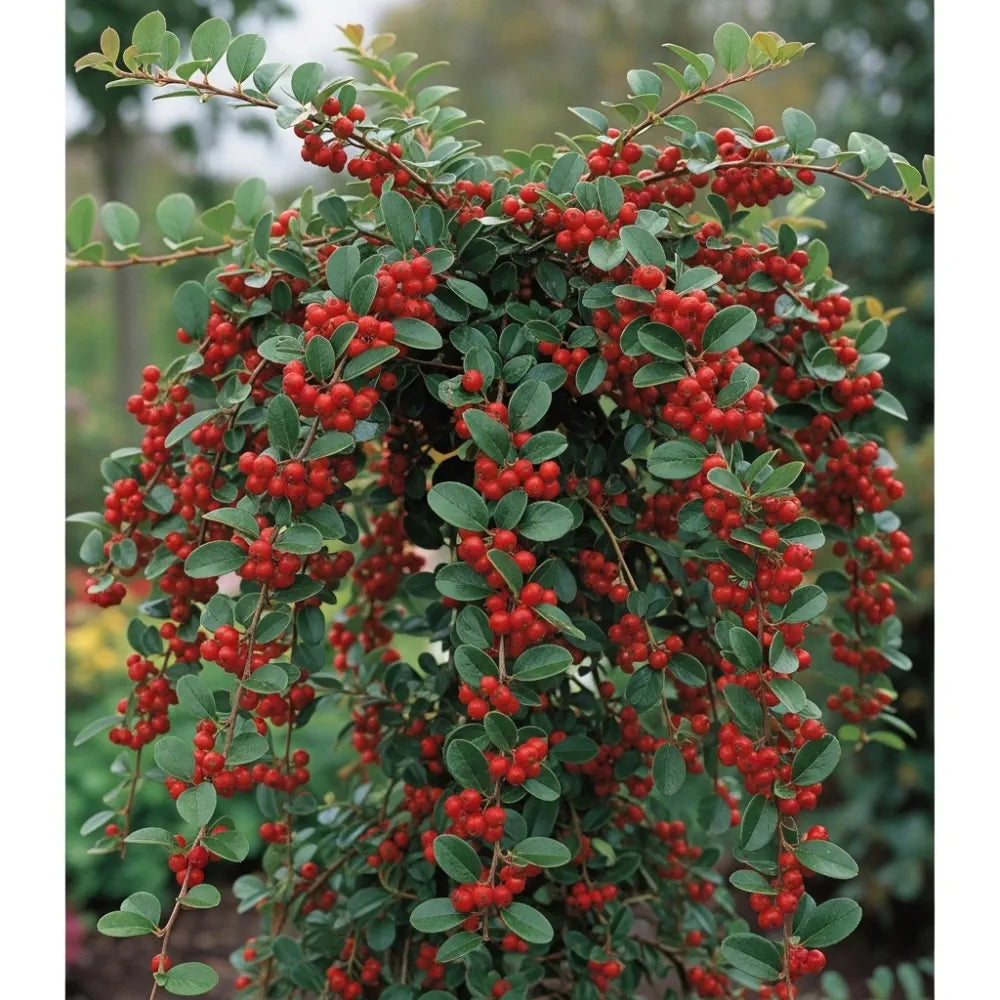 2 2ft Cotoneaster 'Coral Beauty' Trees