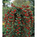 2 2ft Cotoneaster 'Coral Beauty' Trees
