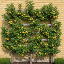 5ft Cox's Orange Pippin Apple Tree | In a 7.5L Pot | 2 Years Old