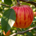 Cross-Pollinating Apple Collection | Bramley, Gala & James Grieve | 3 Trees in 9L Pots